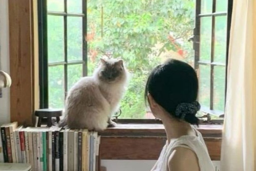 pers cat